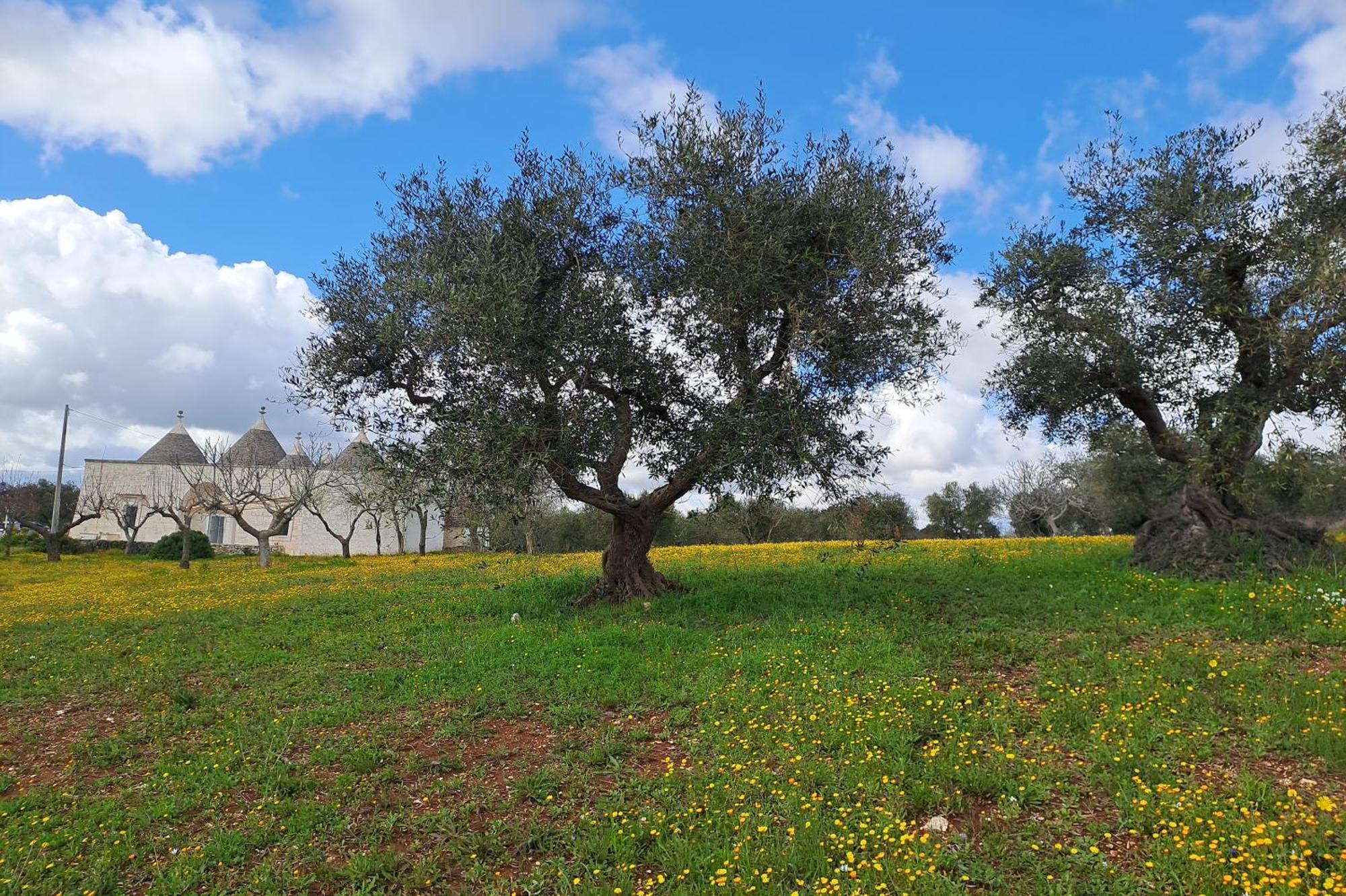 Trulli Carlo Anna Villa Locorotondo Kültér fotó